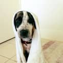 Photo of Sampson