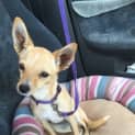 Photo of Mitzi