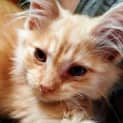 Photo of "Copper" Purrfect Match