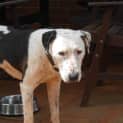 Photo of Roxy
