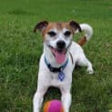 Photo of Cooper ~ Fun Loving Jack Russell (On Trial 4/05/16