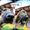 Photo of Talulah 