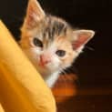 Photo of Rascal