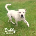 Photo of Buddy Id19094
