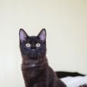 Photo of Ollie * $50 Only! *
