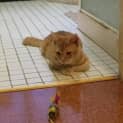 Photo of Garfield