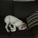 Photo of Bruce ~ Bull Arab ~ Puppy (On Trial 29/2/16)