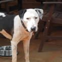 Photo of Roxy