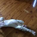 Photo of Bruce ~ Bull Arab ~ Puppy (On Trial 29/2/16)