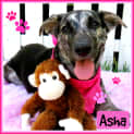 Photo of Asha