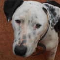 Photo of Roxy