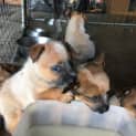 Photo of Adoption Interest Cattle Dog Pups 