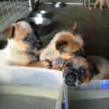 Photo of Adoption Interest Cattle Dog Pups 