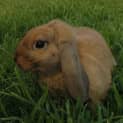 Photo of Teddy