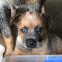 Photo of Adoption Interest Cattle Dog Pups 