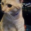 Photo of Max (Cat/Child/Dog Friendly)