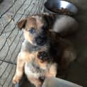 Photo of Adoption Interest Cattle Dog Pups 