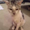 Photo of Pushka ** I'm Just $25! **