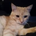 Photo of Max (Cat/Child/Dog Friendly)