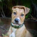 Photo of Sarge 