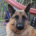 Photo of Cassius Is On Hold Pending Adoption