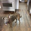 Photo of Rosie Loyal Sweet And Intelligent