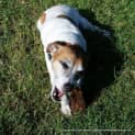 Photo of Cooper ~ Fun Loving Jack Russell (On Trial 4/05/16