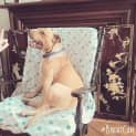 Photo of Dahlia An Affectionate Well Behaved Girl
