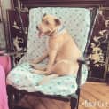 Photo of Dahlia An Affectionate Well Behaved Girl