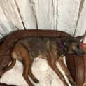 Photo of Rosie Loyal Sweet And Intelligent