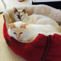 Photo of Minks