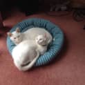Photo of Snow And Beau