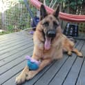 Photo of Cassius Is On Hold Pending Adoption