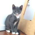 Photo of Charcoal & Cloudy