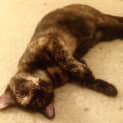 Photo of Shiloh