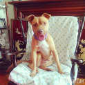Photo of Dahlia An Affectionate Well Behaved Girl