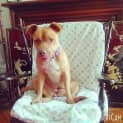 Photo of Dahlia An Affectionate Well Behaved Girl