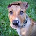 Photo of Sarge 