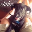 Photo of Chiko