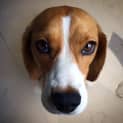 Photo of Rosie