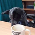 Photo of Paddy ~ On Trial 30/4/16