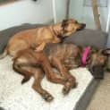 Photo of Rosie Loyal Sweet And Intelligent
