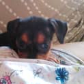 Photo of Coco The Puppy 