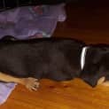 Photo of Jasper