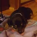 Photo of Jasper