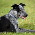Photo of Paddy ~ On Trial 30/4/16