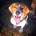 Photo of Rosie