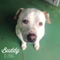 Photo of Buddy Id19094