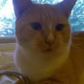 Photo of Moet