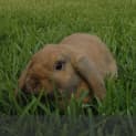 Photo of Teddy